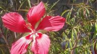 L'hibiscus[1]